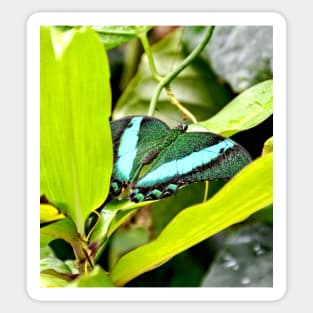 Green Banded Peacock Butterfly Sticker